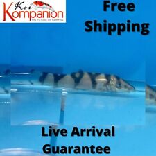 3/5/10X Yo-Yo Lohachata Beginner Aquarium Koi Kompanion Free Shipping