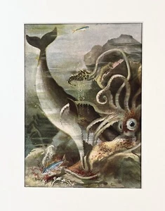 SPERM WHALE & GIANT SQUID Print - 1920 Mounted Antique Colour Lithograph - Picture 1 of 1