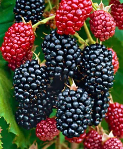 Chester Thornless Blackberry - 1 Blackberry Plant - Picture 1 of 3