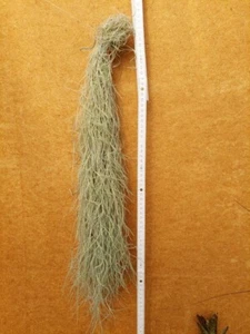Tillandsia usneoides, aufgebunden, langes Laub - Bild 1 von 3