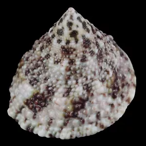 TROCHUS MACULATUS (Nocnocan Isl., Filippine) 18,4 mm #40015 - Foto 1 di 4