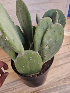 Opuntia 'Lime Green Dome' , 3 cuttings 3.5-6" - Picture 1 of 10