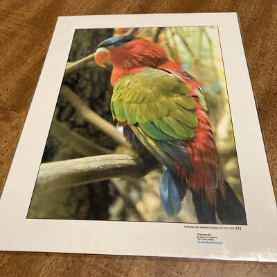 Impresión de fotografías de diseño RonRLR de Gerry M Bayles Tropical Bird lista para enmarcar Foto 1 de 4