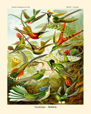 Póster de aves arte único ilustración de aves por Ernst Haeckel Foto 1 de 4