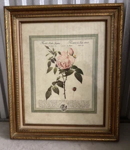Pierre Redoute PINK ROSES OF SCHIFTAN ~ gerahmte Lithographie ~ Floral Flower Print - Bild 1 von 5