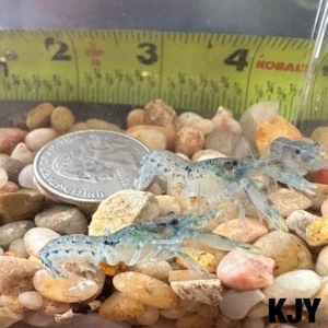 Male Dwarf Blue Crayfish/ Mini Lobster (Cambarellus Diminutis) - Picture 1 of 2