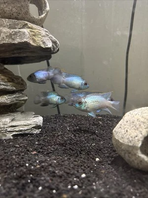 Big Blue Electric Blue Acara Cichlids 3-4 Inch Grade A Live Aquarium Fish - Image 1 of 4