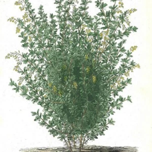 Epine-Vinette Commune - - PL 2 - Plante Flore - Gravure de presse 1872 - Picture 1 of 3