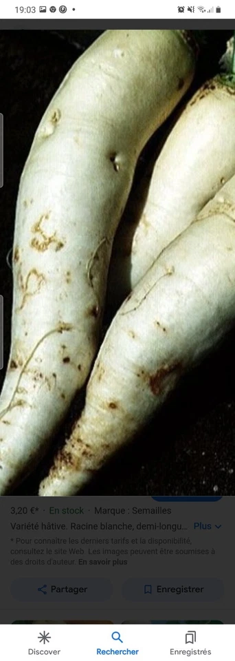 50 graines de navets blanc d'hiver récolte 2024 - Photo 1/1