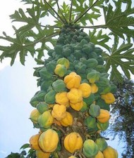 Carica Pubescens Cundinamarca - Mountain Papaya - 10 Seeds