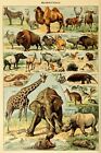 Adolphe Millot Mammals Natural Science French Vintage Illustration Poster 12X18