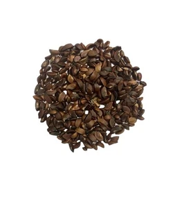 INDIAN GOOSEBERRY SEEDS (Phyllanthus emblica) AMLA Health Medicinal 10+ Seeds - Picture 1 of 5