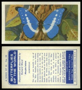 Morpho Helena #28 Butterflies Of The World 1964 Brooke Bond Tea Card