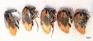 Membracidae Stictocephala basalis 4-6mm MorF A1 or A- CANADA - 5 pcs - #0951 - Picture 1 of 1