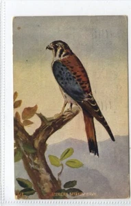 (Gd1058) American Sparrow Hawk, USA Birds of Prey 1911 - Picture 1 of 4