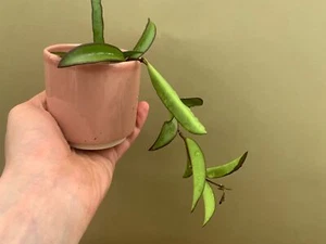 Hoya carnosa wayetii green Babyplant - Bild 1 von 3