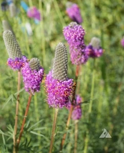 Clover PURPLE PRAIRIE Legume Honey Bees Pollinators PERENNIAL Non-GMO 2000 Seeds - Picture 1 of 9