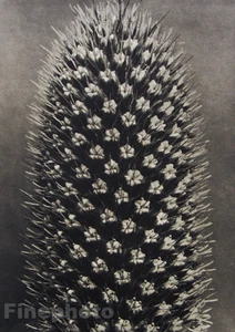 1942 Original KARL BLOSSFELDT Botanical Plant Flower Germany Photo Gravure Art - Picture 1 of 1