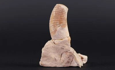 Fossil Oncoceratid Ordovician Old Find Grand Detour Formation Wisconsin COA 4864 - Image 1 of 4