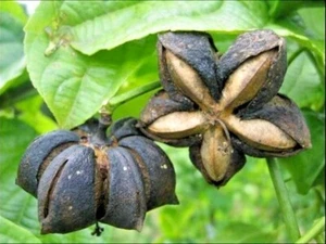 50+ Sacha Inchi Nuts Seedss (Plukenetia volubilis) For Planting - Picture 1 of 6