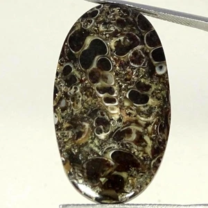 23,80 kt natürlicher Tutela Fossil ovaler Cabochon Designer Edelstein 19 x 34 x 4 mm - Bild 1 von 4