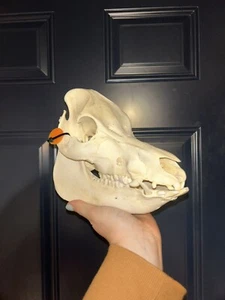 Domestic Hog Skull - Picture 1 of 7