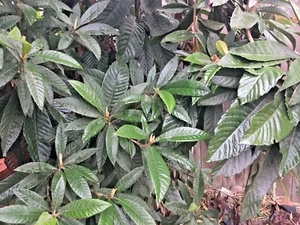 25 Fresh Hand Picked Organic LOQUAT Leaves - Picture 1 of 1