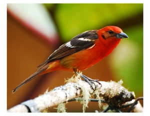 "Pájaro Piranga - Tanager Color Llama 8x10 Foto Impreso en 8,5"" x 11" - Imagen 1 de 1