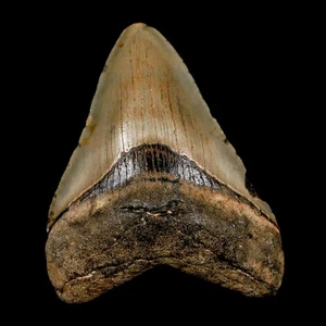 3 Zoll Qualitäts Megalodon Haizahn Wellenschliff Fossil natürliches Miozän Echtheitszertifikat - Bild 1 von 7