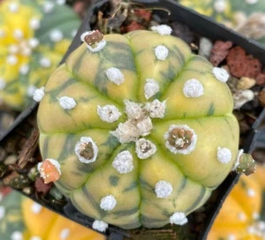 Rare Plant SucculentLiving Astrophytum asterias Vartiegaed WYSIWYG seedgrown - Picture 1 of 3