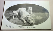 rppc Too Cute! 1910 Terrier Pit Bull puppies and mother Real Photo Vintage