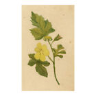 Miniature Yellow Buttercup Flower ? Original 19Th-Century Watercolour Painting
