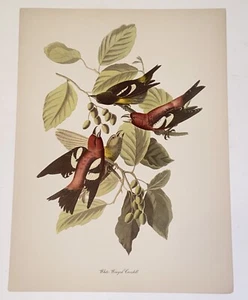 Vintage Audubon John James Birds of America White Winged Crossbill Lithograph - Picture 1 of 7