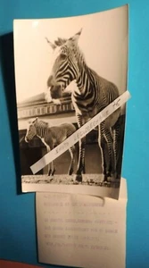 04031957 photo de presse NAISSANCE ZEBRE " artiste " AU ZOO D AMSTERDAM - Picture 1 of 2
