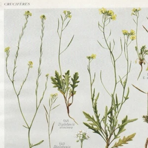 Hirschfeldia Diplotaxis Erucastrum  Pl 32  Plante Flore - Gravure de presse 1930 - Foto 1 di 2