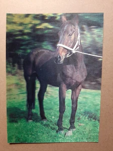 Vintage 3D Lenticular Postcard Horse, 01-69, Imco stereo card - Picture 1 of 2