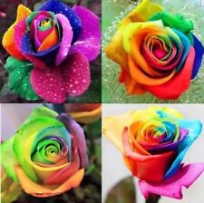 Usa-Seller 50pcs Colorful Rainbow Rose Flower Seeds Home Garden Plants.