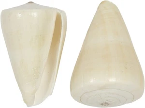 10 conchas marinas de cono virgen decoración de playa artesanías 2-3" (juego de 10) - Imagen 1 de 2