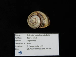 Landschnecke Polymita picta fuscolimbata 25,7mm ID#9544 - Bild 1 von 4