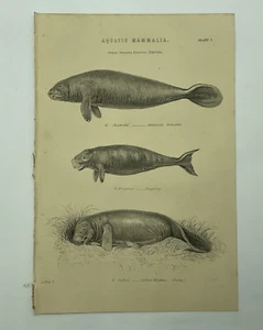 AQUATIC MAMMALIA Seekuh Dugong 1880er Jahre Antik Druck Original - Bild 1 von 3