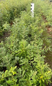 Quercus pubescens /Flaumeiche 6 Stück Sprosshöhe 60-80 cm - Bild 1 von 2