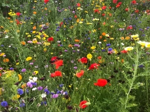 WILDBLUMENMISCHUNG - reines Saatgut - SOMMERBLUMEN BLUMENWIESE MOHNWIESE | 1 KG - Imagen 1 de 9