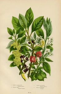 1899 Antica Stampa = FRANGOLA (58) Piante Fiori = CROMOLITOGRAFIA by Anne Pratt - Picture 1 of 1
