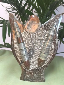 Orthoceras Fossil Specimen In Matrix Ammonite Plaque Fossil Squid Plate Morocco. - Picture 1 of 1