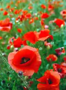 1500+ Flanders Red Poppy SEEDS Cut Flower Bouquet - Picture 1 of 1
