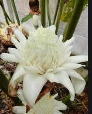 *UNCLE CHAN* 10 seeds WHITE torch ginger Etlingera Elatior rare seed