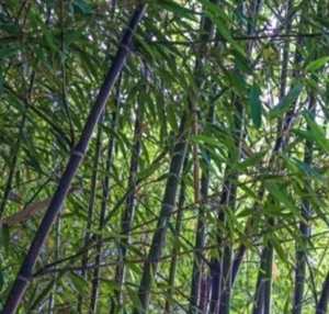 Black Bamboo True Phyllostachys Nigra Live Rhizome Bare Root Starter Plant  - Picture 1 of 12