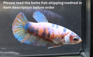Live Betta Fish Pet Fancy Multi-color Galaxy Female Girl Quality Plakad Breeder - Picture 1 of 23