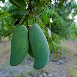 BeauFlora Hybrid Mango ( All Season , Graft ) Exotic 1 Bare-Root Plant - Picture 1 of 1