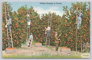 Picking Oranges in Florida People on Ladders in Orange Tree Grove 1938 Postcard - Picture 1 of 2